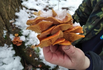 Серійний суїцид