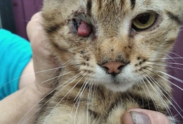 На догляд за котами йде вся зарплата