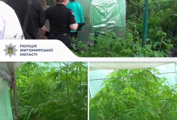 Вирощував коноплі у теплиці: житомирські поліцейські повідомили про підозру причетному