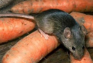 Обережно, гризуни! Фахівці попереджають про сезонний ризик поширення лептоспірозу