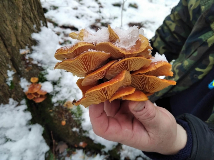 Серійний суїцид