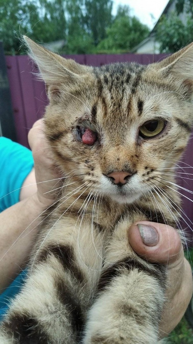 На догляд за котами йде вся зарплата