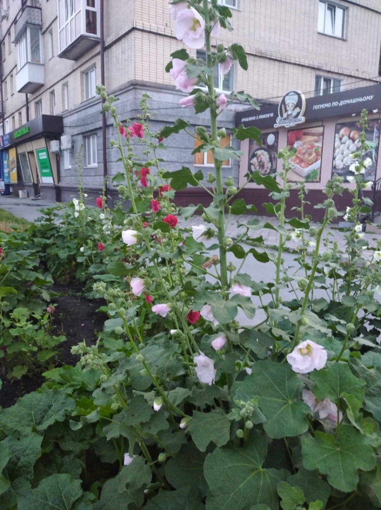 «Подаруй місту рослину» — міська рада закликає городян поділитися саджанцями