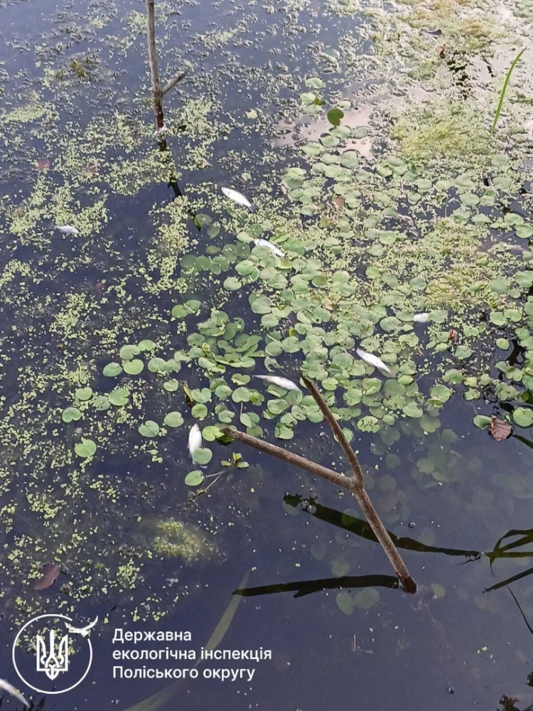 Екоінспекція зафіксувала масову загибель риби на річці Хомора — притоці Случі