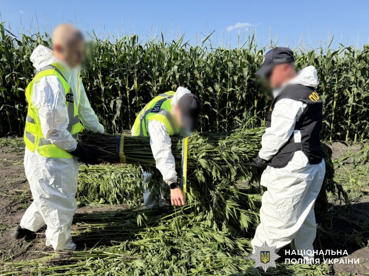 Масштабна операція «Джентельмени»: Нацполіція знищила врожай нарковмісних рослин на 200 мільйонів гривень