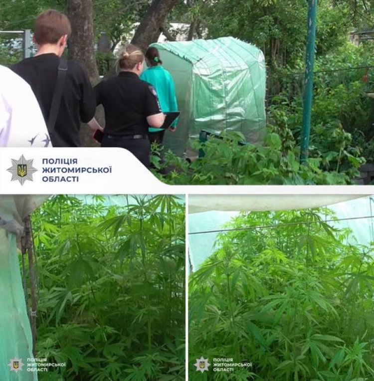 Вирощував коноплі у теплиці: житомирські поліцейські повідомили про підозру причетному