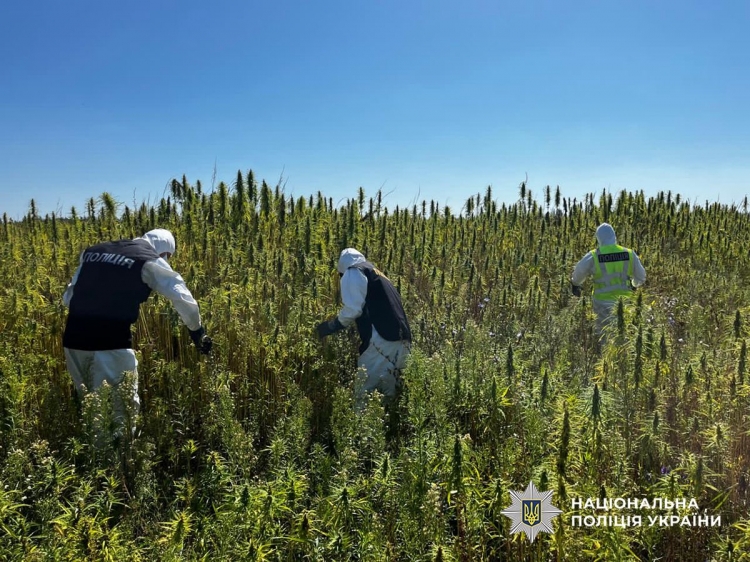 Спецоперація «Джентльмени»: поліція виявила нарковмісні рослини у Звягельському районі