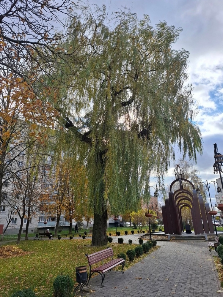 Буде зрізана верба біля Чорнобильського знаку — Олег Годун запропонував звягелянам встигнути зробити фото на згадку