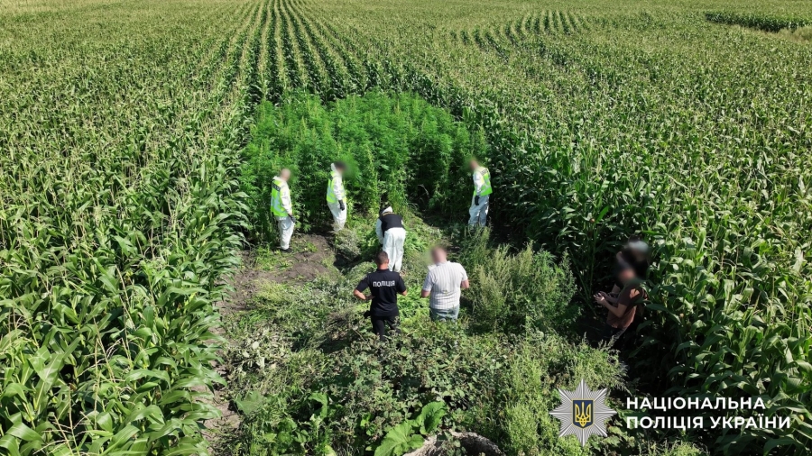 Масштабна операція «Джентельмени»: Нацполіція знищила врожай нарковмісних рослин на 200 мільйонів гривень