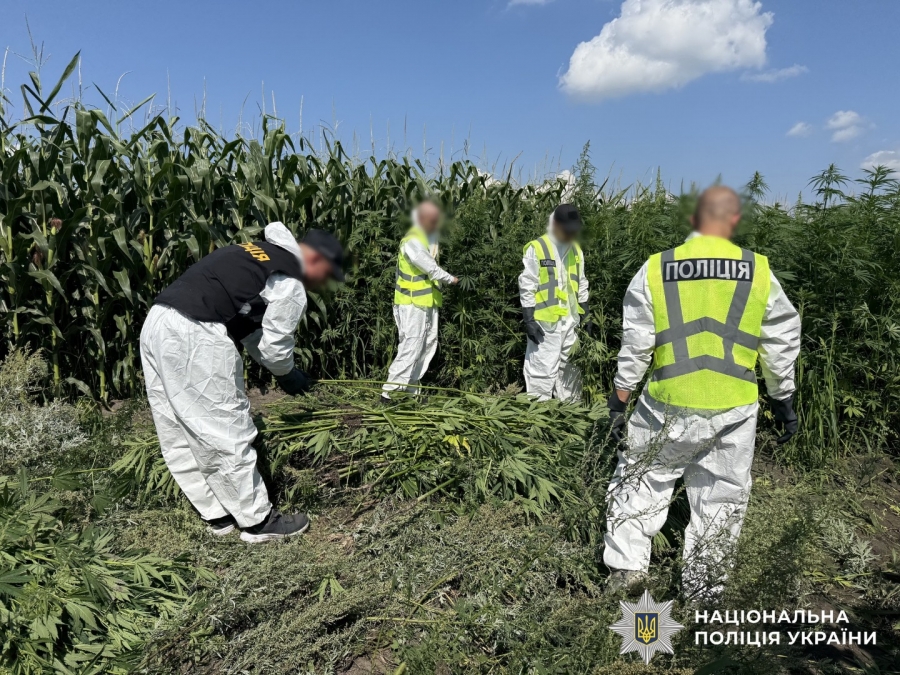 Масштабна операція «Джентельмени»: Нацполіція знищила врожай нарковмісних рослин на 200 мільйонів гривень