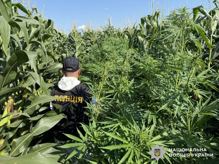 Масштабна операція «Джентельмени»: Нацполіція знищила врожай нарковмісних рослин на 200 мільйонів гривень