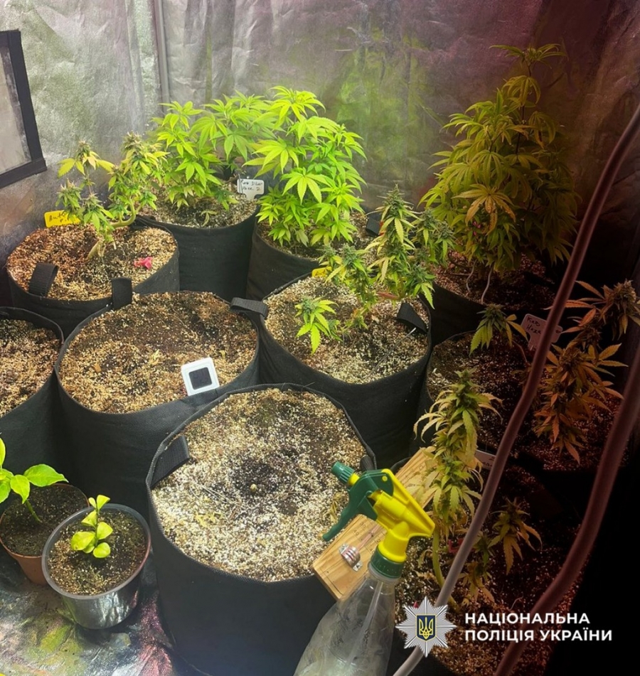 Спецоперація «Джентльмени»: поліція виявила нарковмісні рослини у Звягельському районі