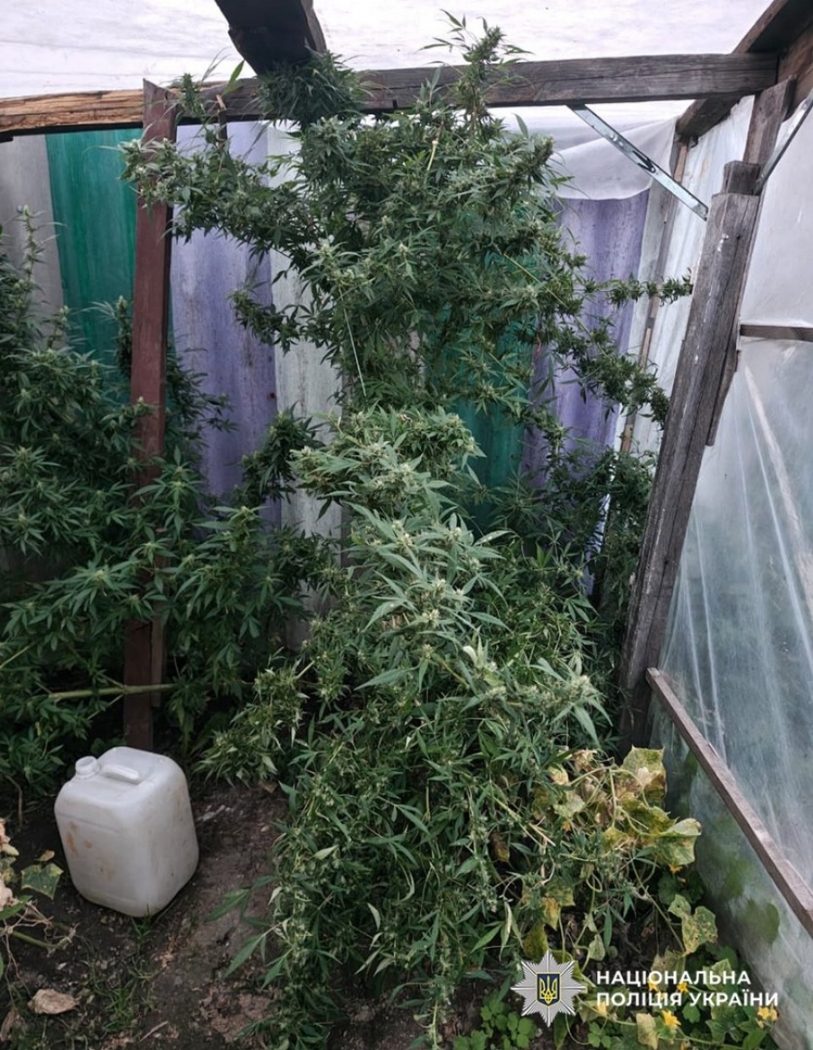 Спецоперація «Джентльмени»: поліція виявила нарковмісні рослини у Звягельському районі