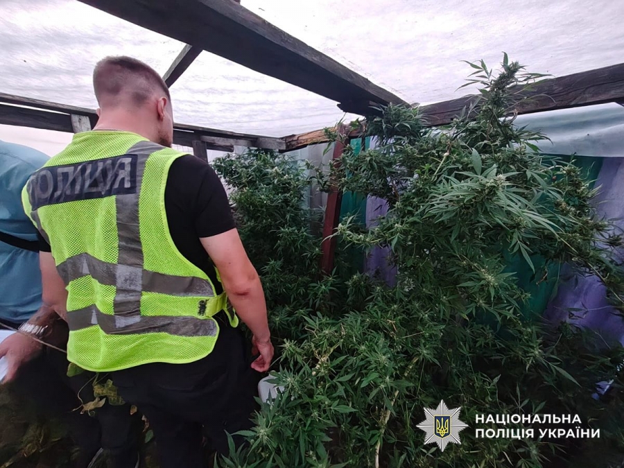 Спецоперація «Джентльмени»: поліція виявила нарковмісні рослини у Звягельському районі