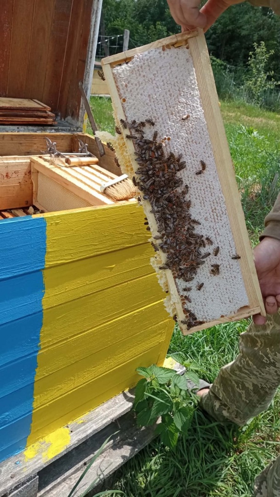 «Після роботи в перукарському салоні, пасіка для мене — перезавантаження»